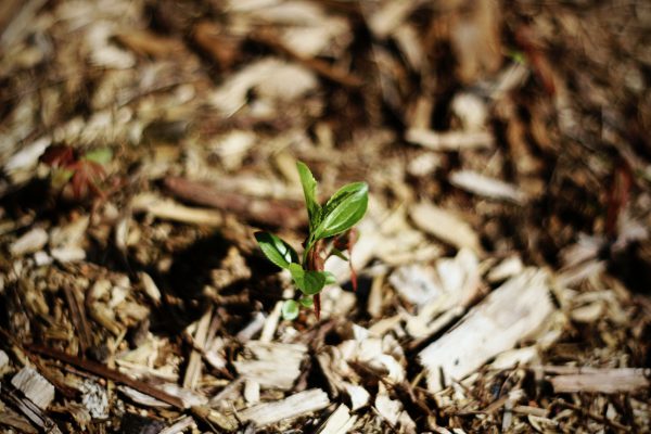 mulch well