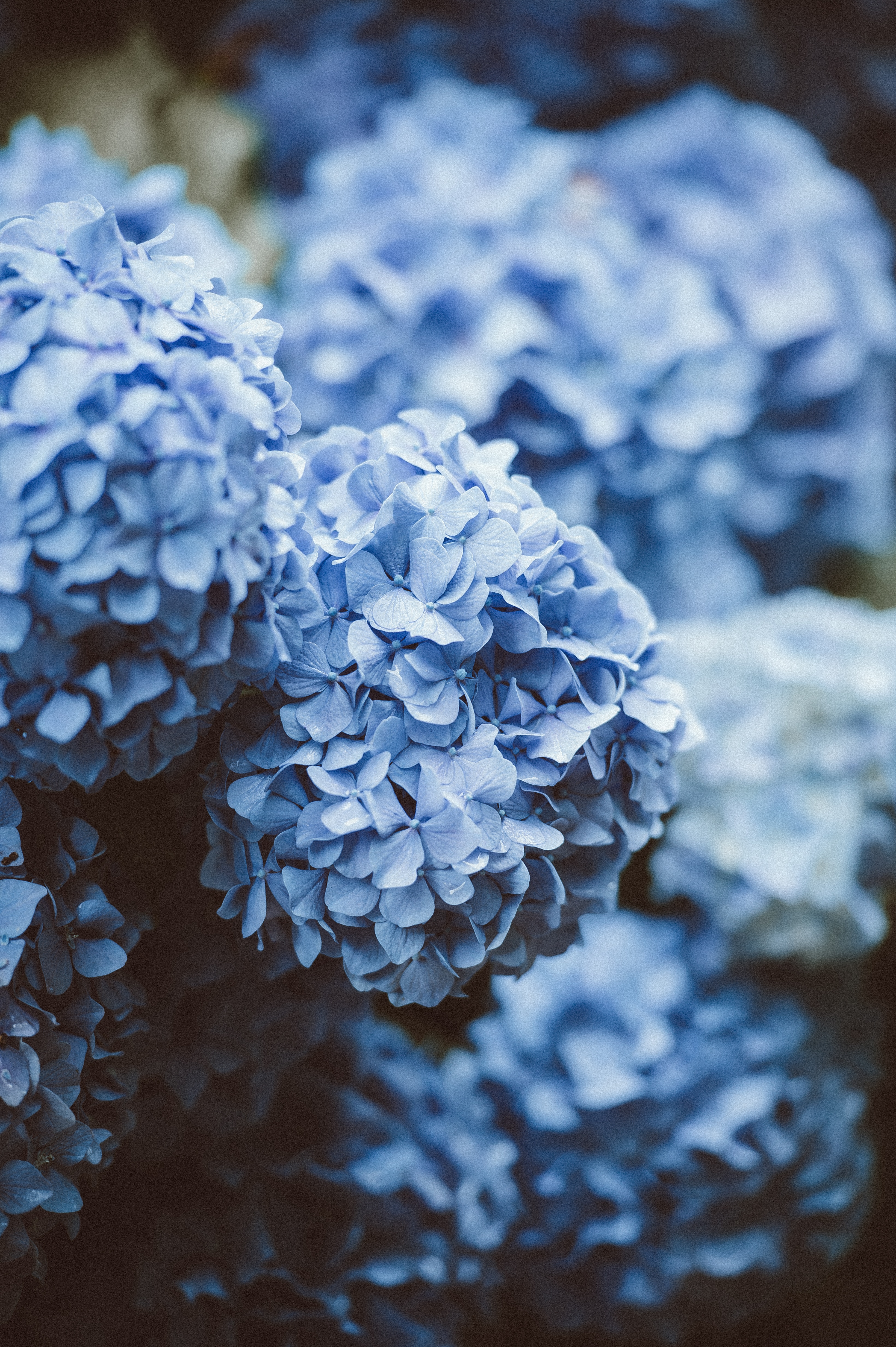 Keep Your Hydrangea Flowers Blooming