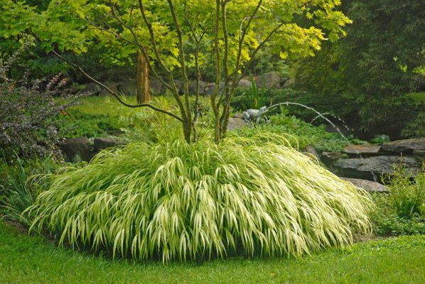 Japanese forestgrass