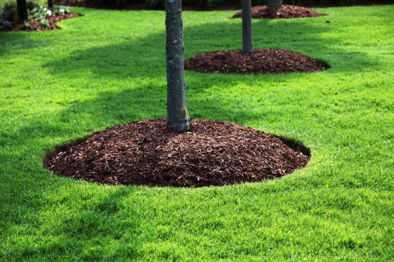 The Importance Of Mulch