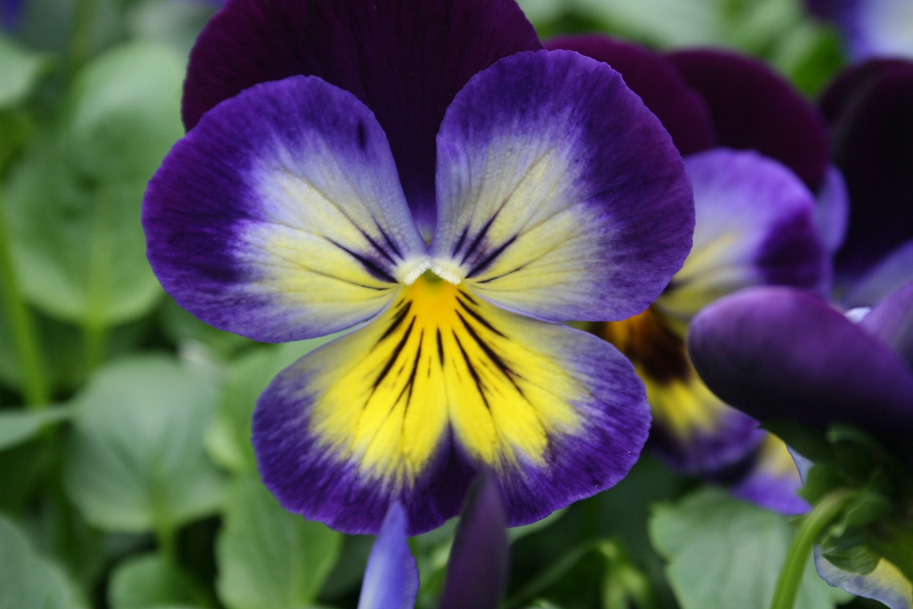 Pansies, More Than Just A Spring Flower